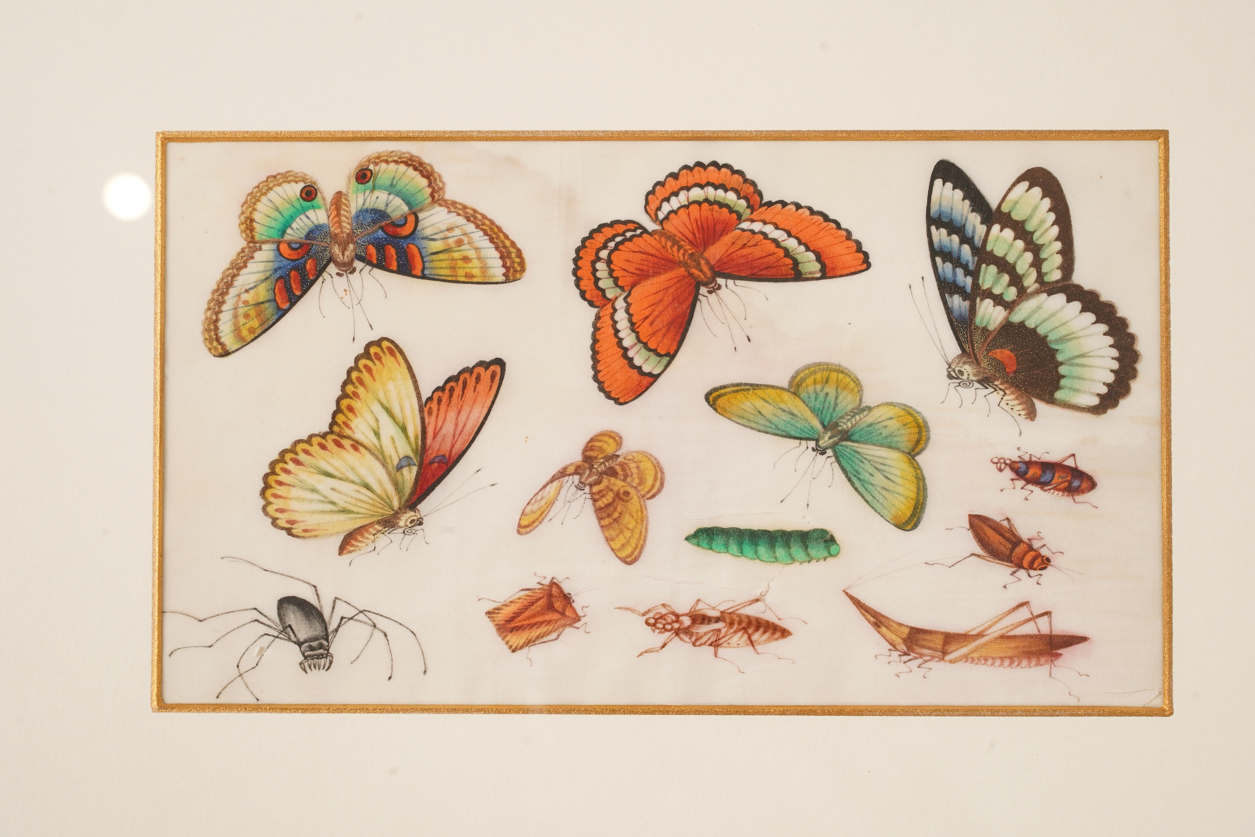 Chinese School , (mid 19th century), Butterfly and insect studies, A set of eight watercolours on pith paper, each image 16 x 26cm, staining